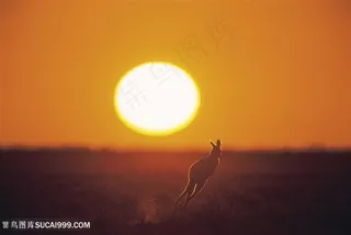 在草原上快速奔跑的袋鼠高清图动物大全