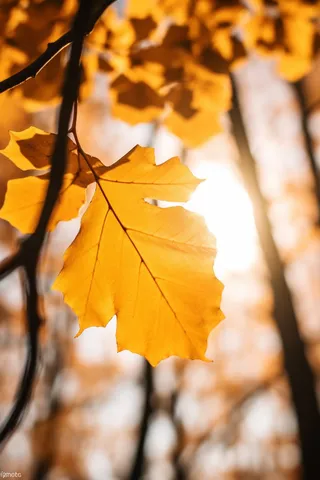 秋天阳光透过黄色的树叶光影摄影图