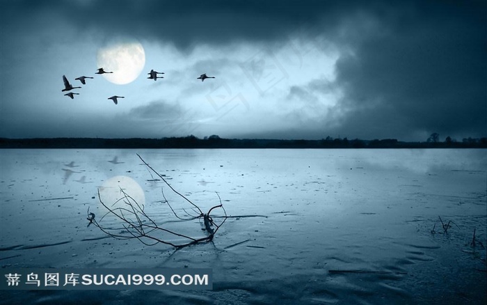 平静河面天鹅飞过