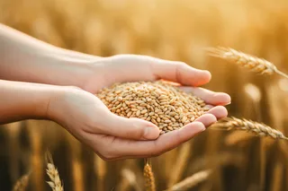 秋天丰收季手捧着粮食摄影图