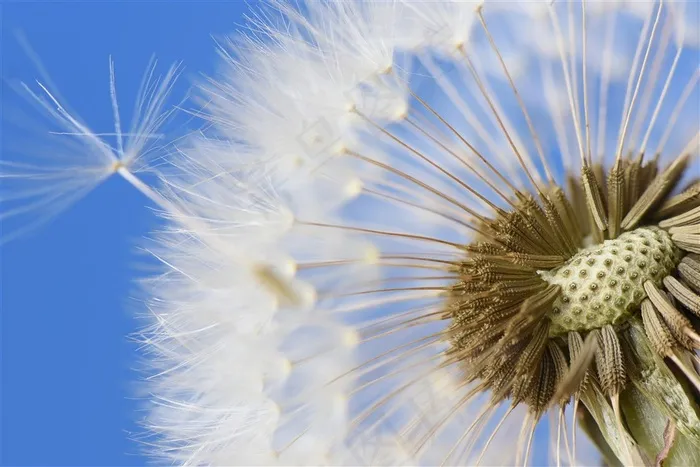 开放的蒲公英特写高清摄影图片