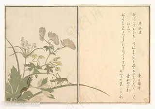 喜多川歌磨手绘花卉复古装饰画