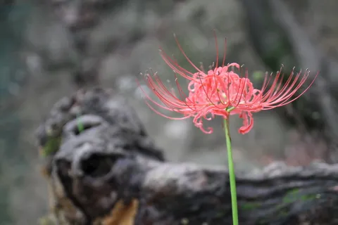 彼岸花高清图片素材 彼岸花高清图片素材