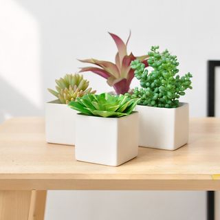 北欧简约绿植盆栽场景(33)