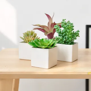 北欧简约绿植盆栽场景(33) 北欧简约绿植盆栽场景(33)