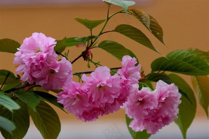 鲜花粉色樱花写真素材图片