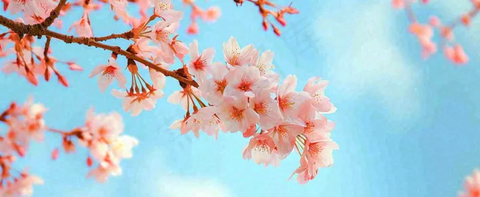 唯美粉色樱花花瓣春天浪漫梦幻蓝色，春分惊蛰摄影图(1712x704)