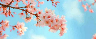 唯美粉色樱花花瓣春天浪漫梦幻蓝色，春分惊蛰摄影图