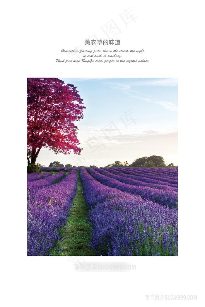 薰衣草时尚树高清插画