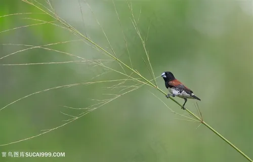 咬竹子的小鸟类图片