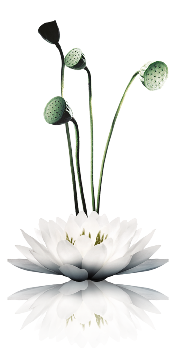 莲花古典元素传统