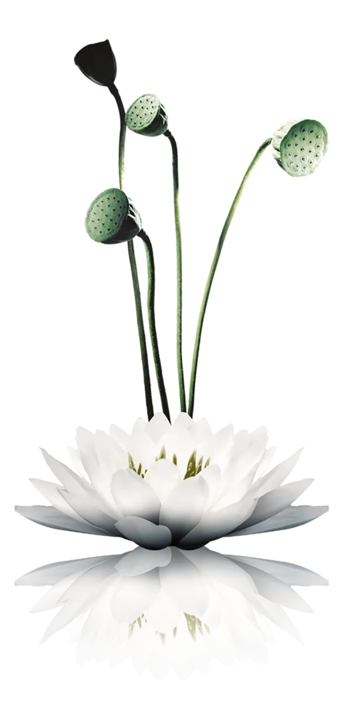 莲花古典元素传统