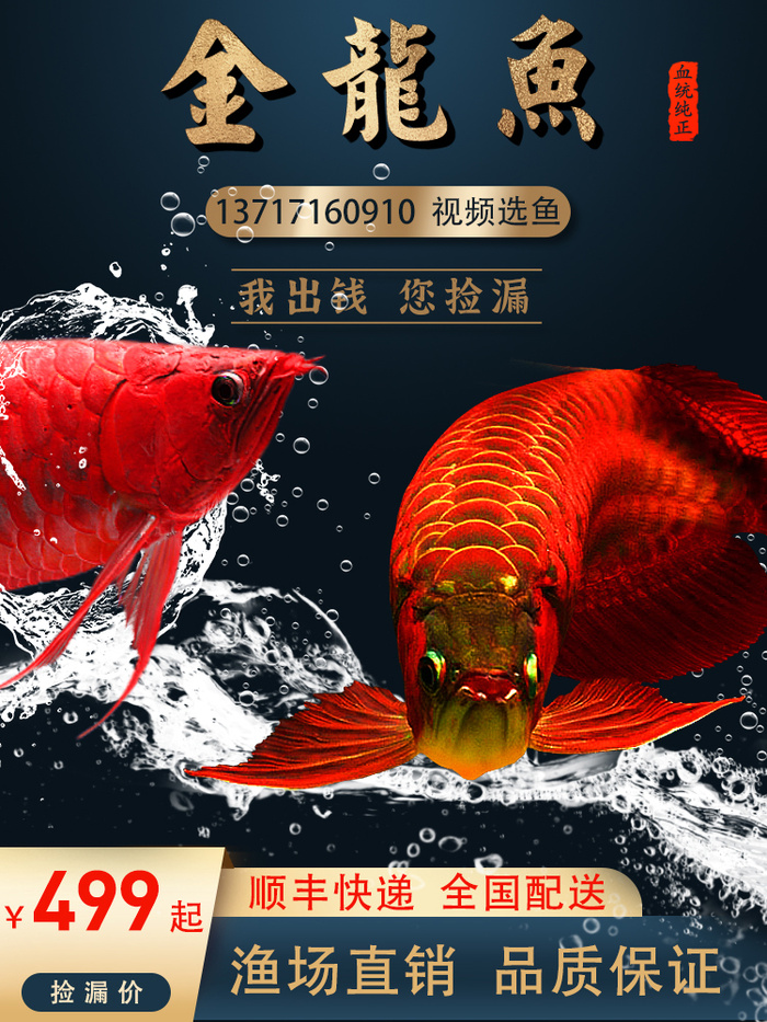 简约风龙鱼主图psd模版下载