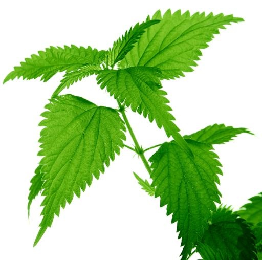 荨麻免抠(641x637)