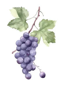 葡萄水彩国风元素
