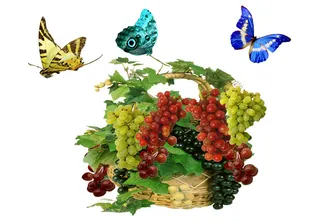 葡萄蝴蝶素材
