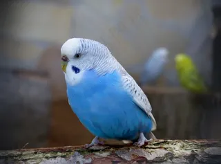 漂亮蓝色鸟图片图片