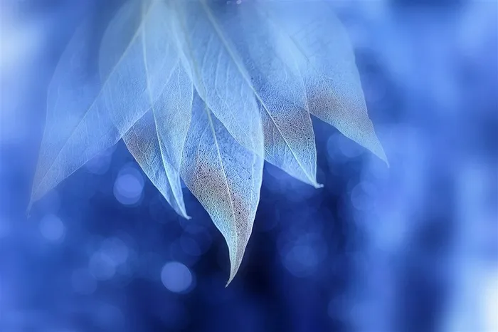 唯美梦幻树叶高清壁纸图片