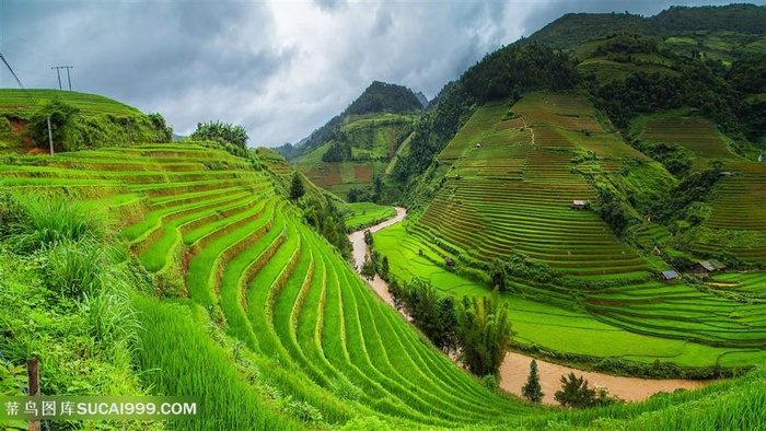 茶园草地茶树田园风景风光