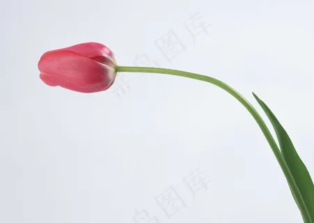花草特写 94 花草特写 94