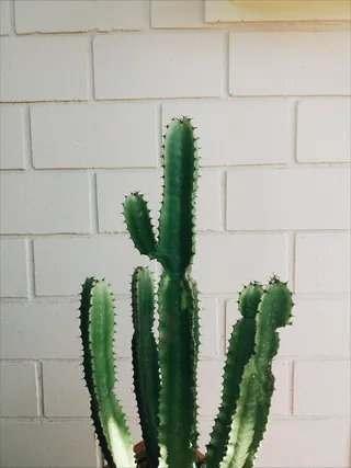 绿色仙人掌仙人球摄影素材