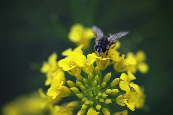 一只苍蝇停在花上
