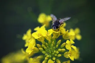 一只苍蝇停在花上