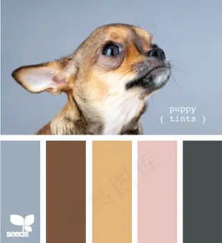 动物配色色卡色彩搭配