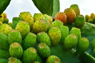 绿色仙人掌仙人球摄影素材