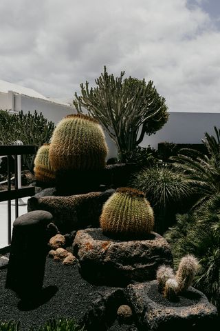 绿色仙人掌仙人球摄影素材