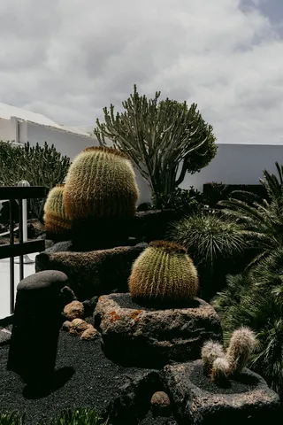 绿色仙人掌仙人球摄影素材