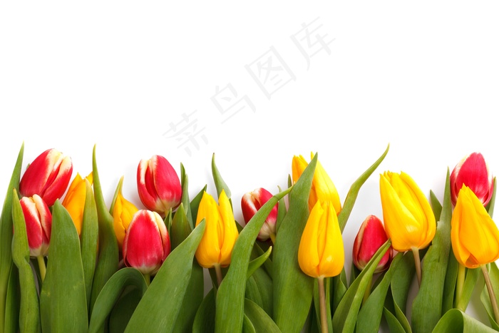 背景, 盛开, 边境, 丰富多彩的, 装饰, 植物群, 花的