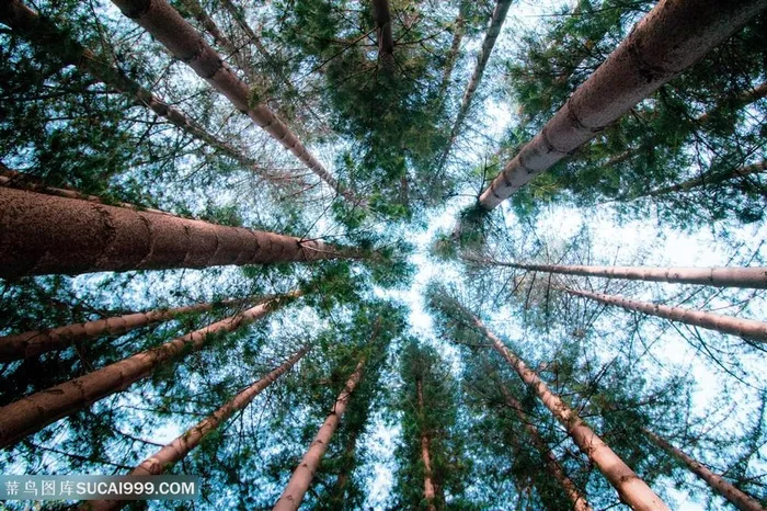 森林树林密林背景