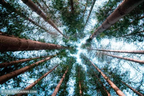 森林树林密林背景 森林树林密林背景