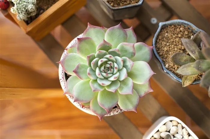 好看唯美的多肉植物高清图
