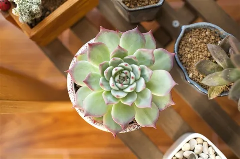 好看唯美的多肉植物高清图 好看唯美的多肉植物高清图