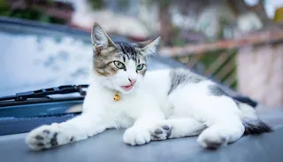 漂亮白色猫图片