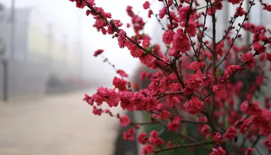 桃花背景素材 桃花背景素材