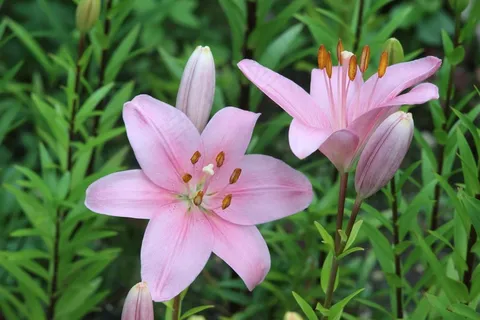 粉色清新百合花图片 粉色清新百合花图片