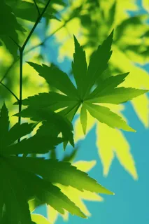 阳光树叶透光图 阳光树叶透光图