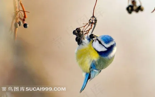进食的彩色小鸟 进食的彩色小鸟