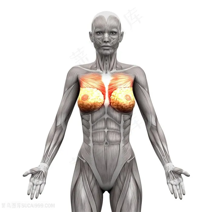 女性人体乳房肌肉透视图片人体器官图