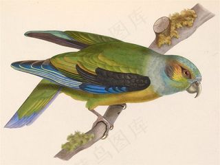 鹦鹉漂亮jpg素材