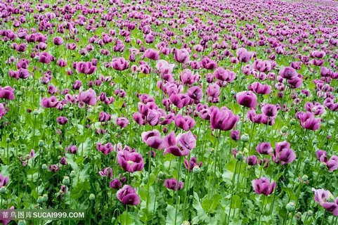 高清唯美紫色虞美人图片 高清唯美紫色虞美人图片