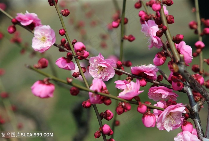 高清唯美粉色梅花鲜花图片