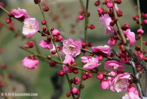 高清唯美粉色梅花鲜花图片