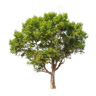 大树树木种类设计高清图片