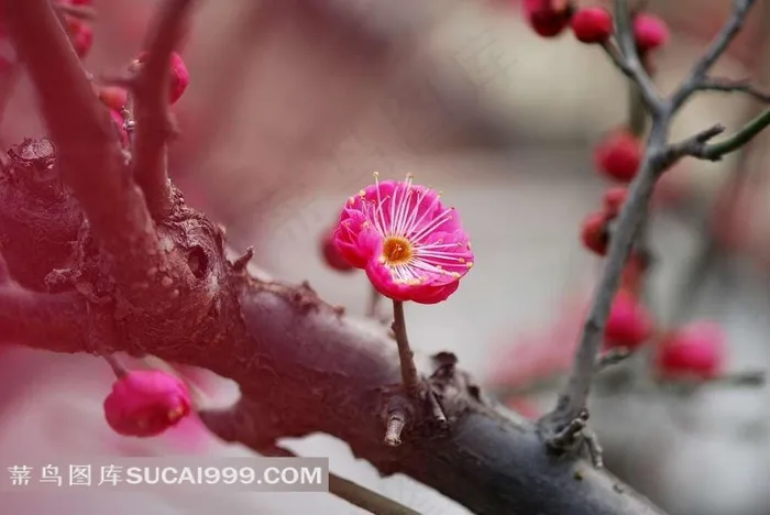 娇艳的梅花素材