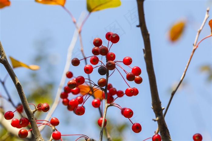 秋天唯美红色相思豆大图