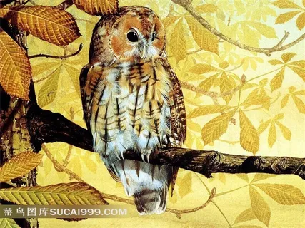 外国手绘精美猫头鹰插画 外国手绘精美猫头鹰插画